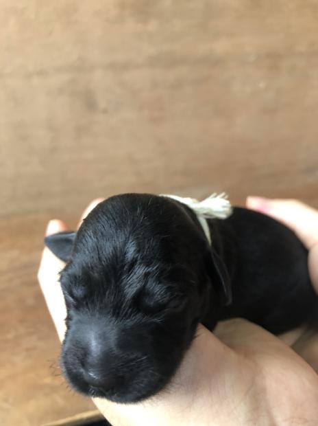 愛知県春日井市でワイマラナー 豆柴を買うなら Angel Puppy 358 エンジェルパピー