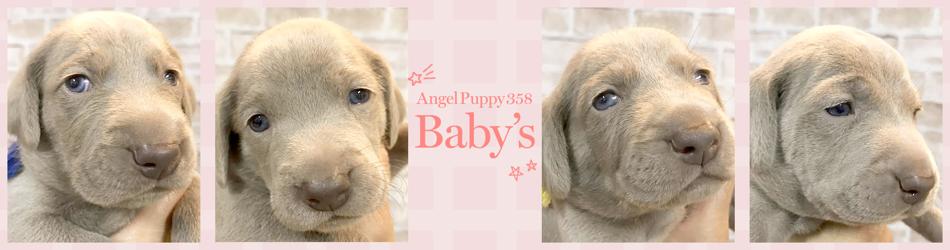 愛知県春日井市でワイマラナー 豆柴を買うなら Angel Puppy 358 エンジェルパピー